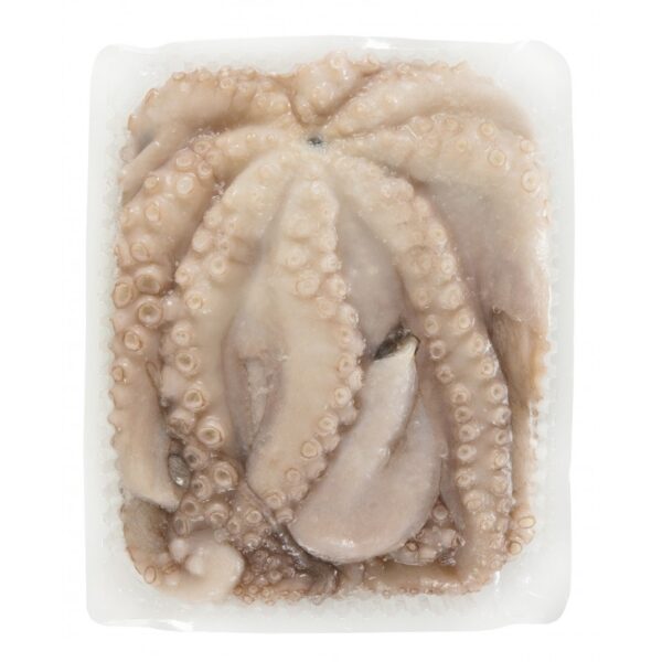 Pulpo Maya Desviscerado (1 a 2 lbs por pieza)
